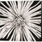 Black and White Love by Donnie Quillen 24" x 24" Canvas Wall Art